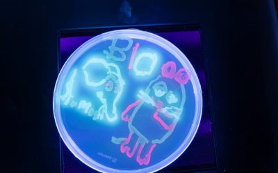 Doors Open with the Mouse: Discovering Physics Hands-On